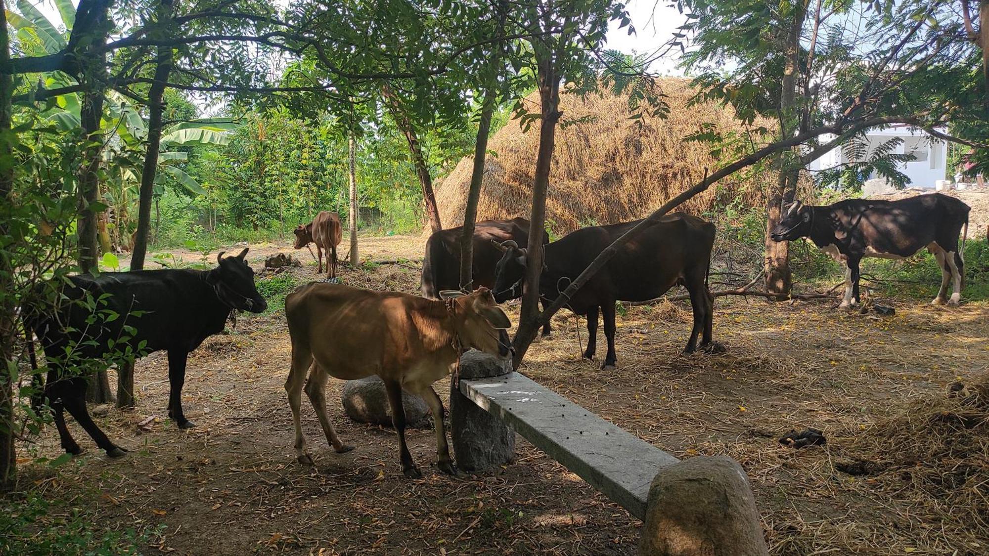Vaksana Farm Stay Gudraippattu Eksteriør bilde